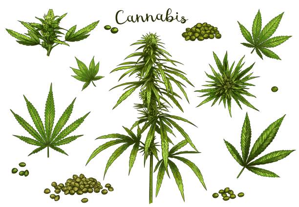 Detail Cannabis Stock Photos Nomer 54