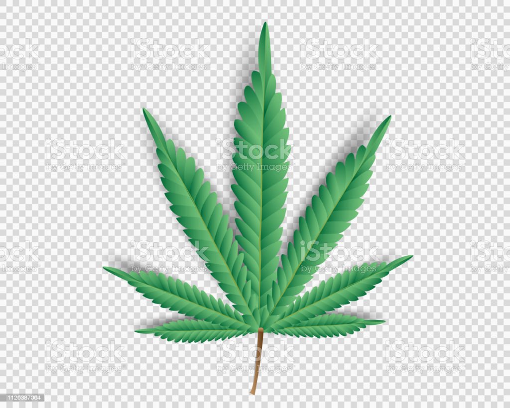 Detail Cannabis Transparent Nomer 4