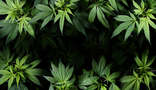 Detail Cannabis Wallpaper Nomer 25