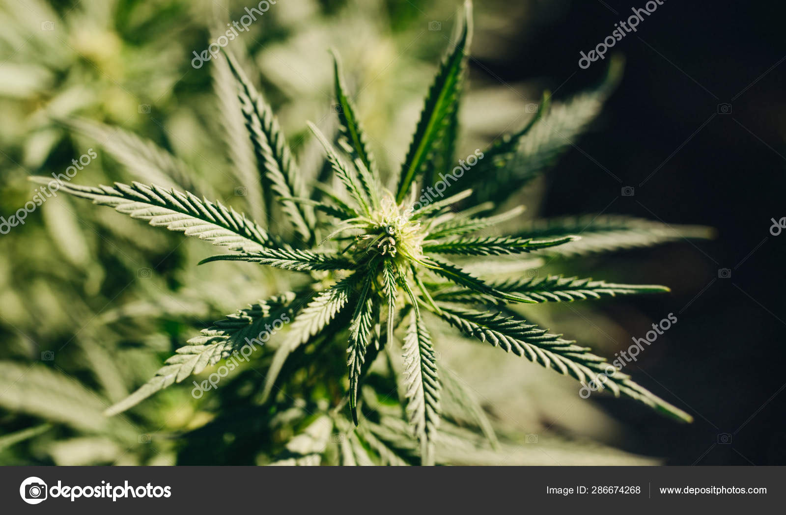 Detail Cannabis Wallpaper Nomer 42