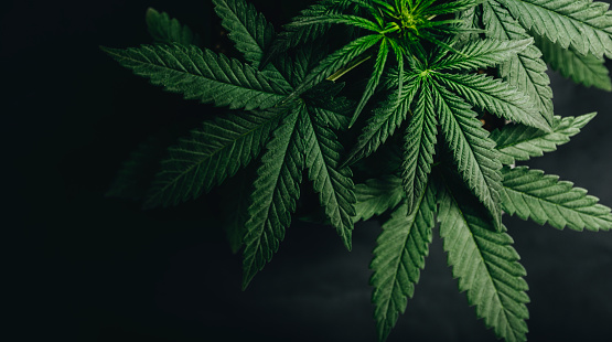 Cannabis Wallpaper Backgrounds - KibrisPDR