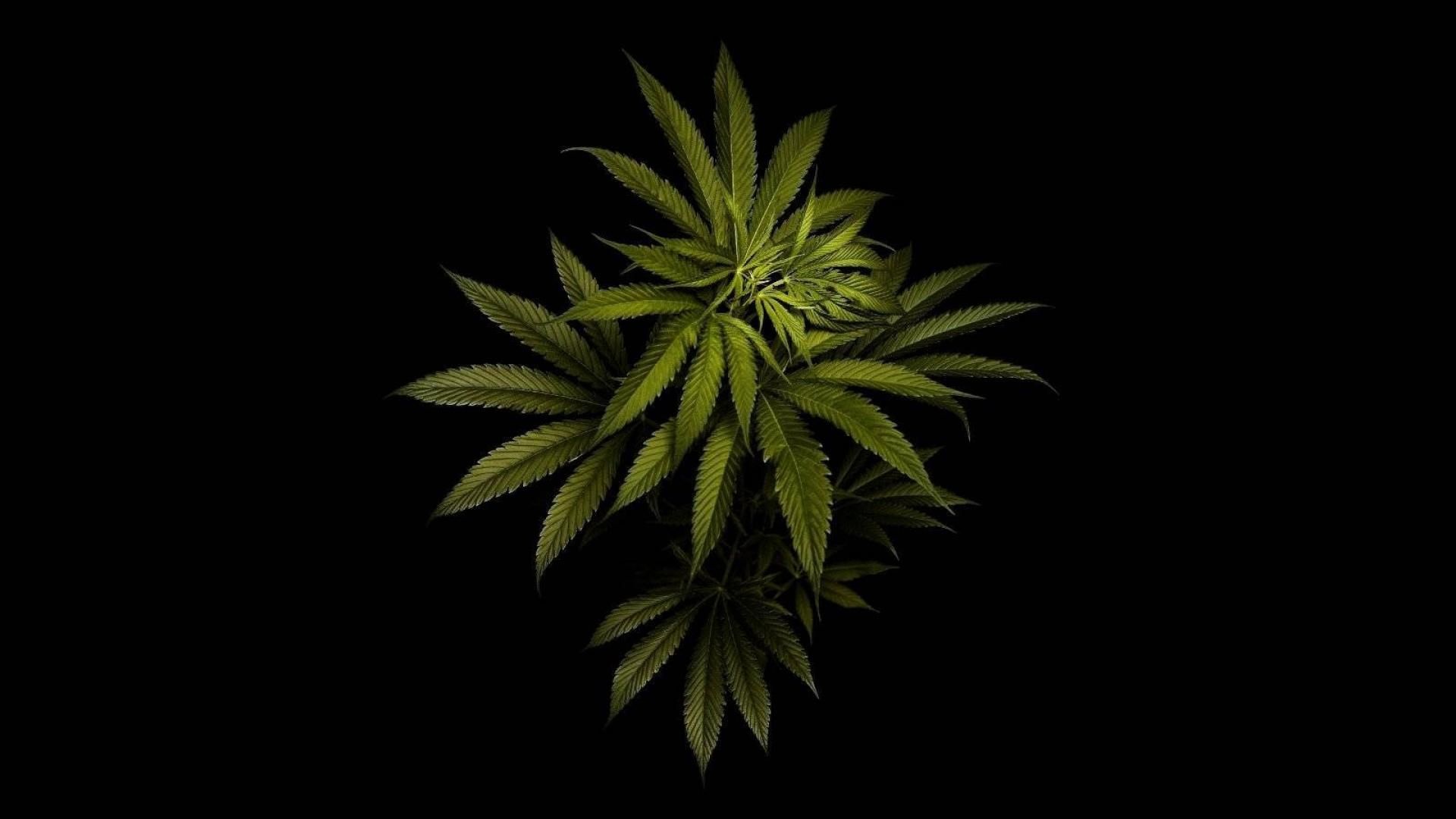 Detail Cannabis Wallpaper Hd Nomer 35