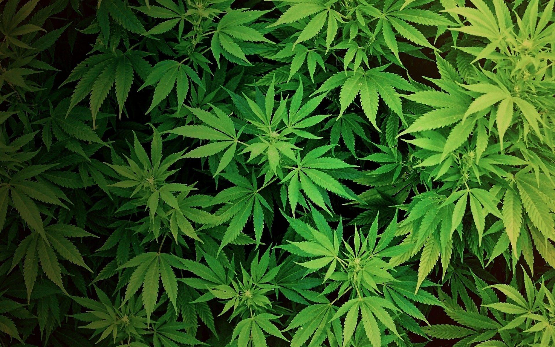 Detail Cannabis Wallpaper Hd Nomer 9