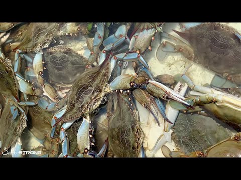 Detail Capt Bruce Crab Traps Nomer 31