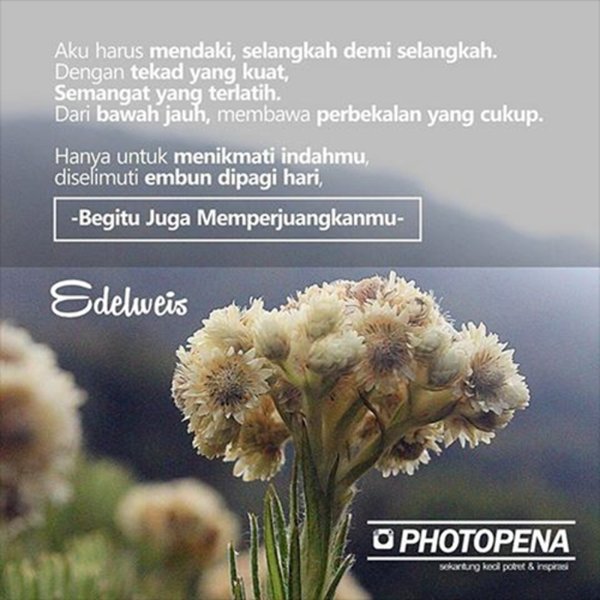 Detail Caption Bunga Edelweis Nomer 3