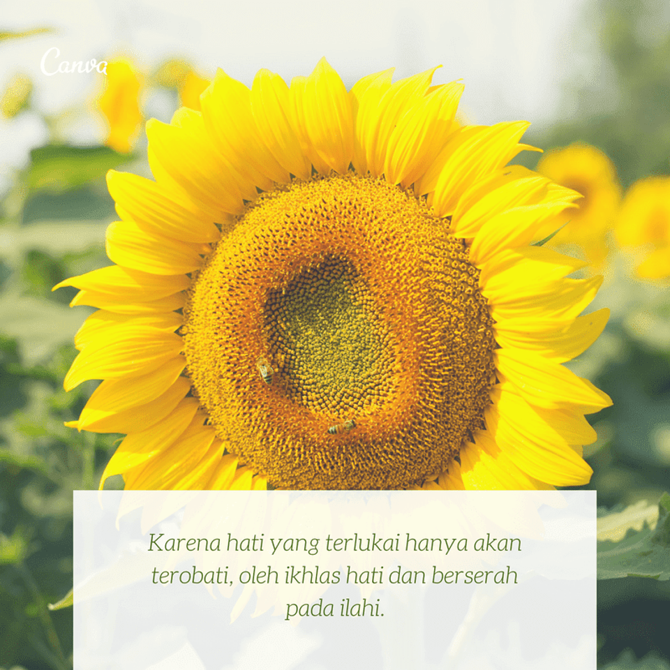 Detail Caption Bunga Matahari Nomer 40