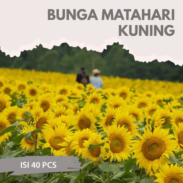 Detail Caption Bunga Matahari Nomer 49