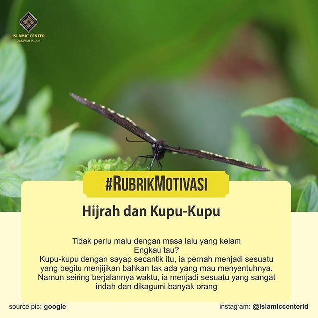 Detail Caption Tentang Kupu Kupu Nomer 6