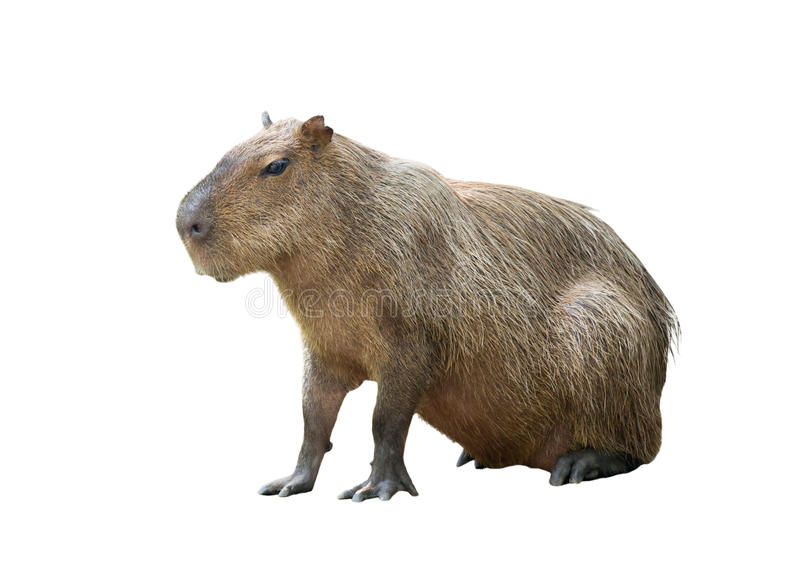 Capybara Transparent Background - KibrisPDR