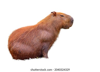 Detail Capybara Transparent Background Nomer 12