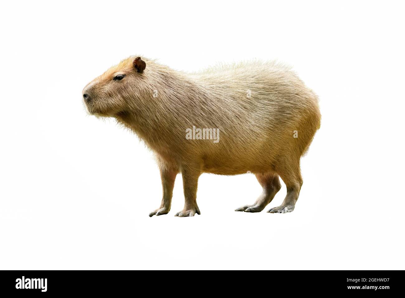 Detail Capybara Transparent Background Nomer 13