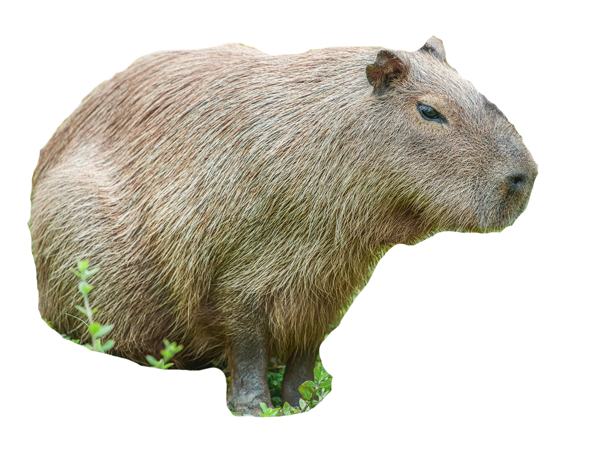 Detail Capybara Transparent Background Nomer 19