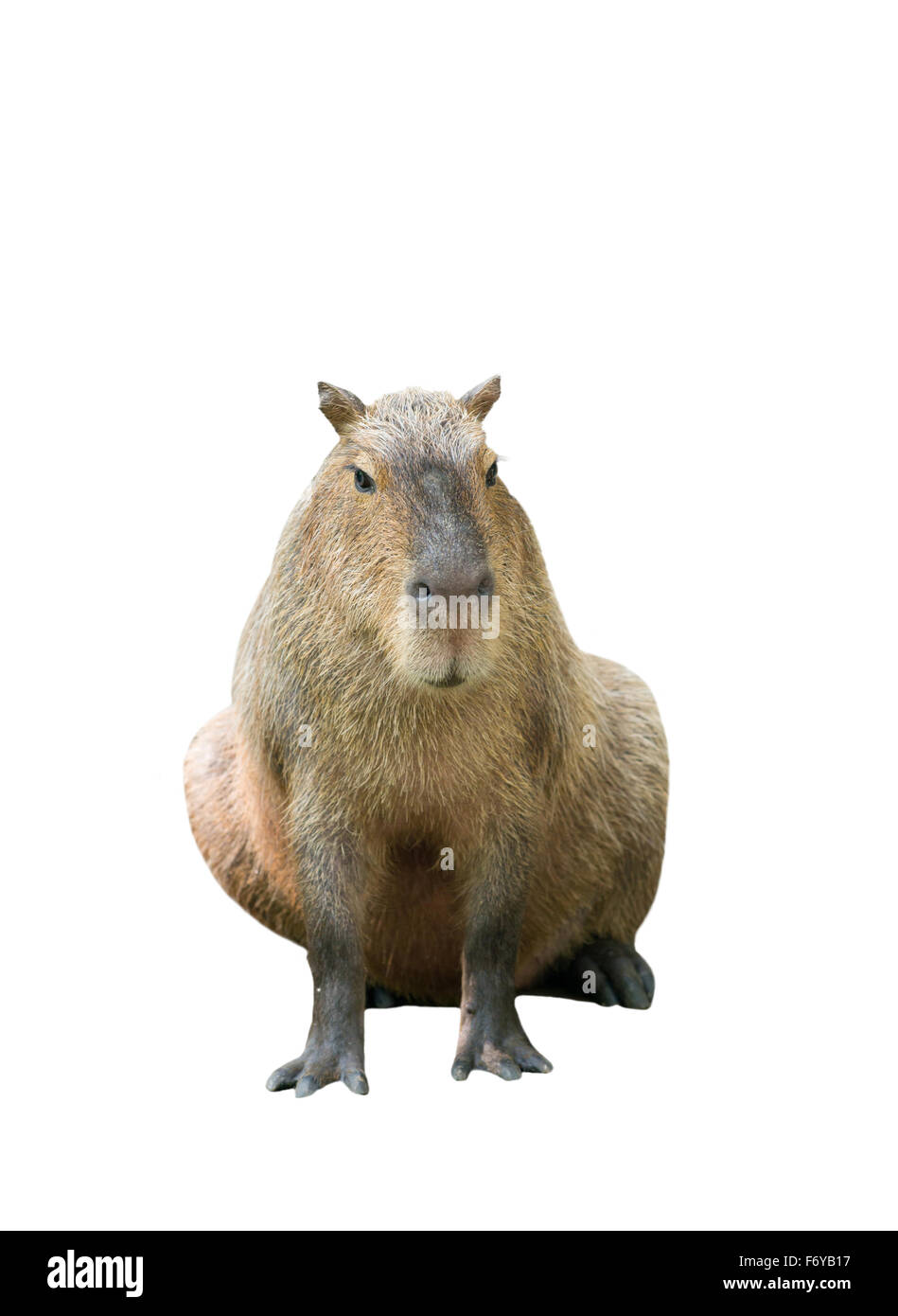 Detail Capybara Transparent Background Nomer 21