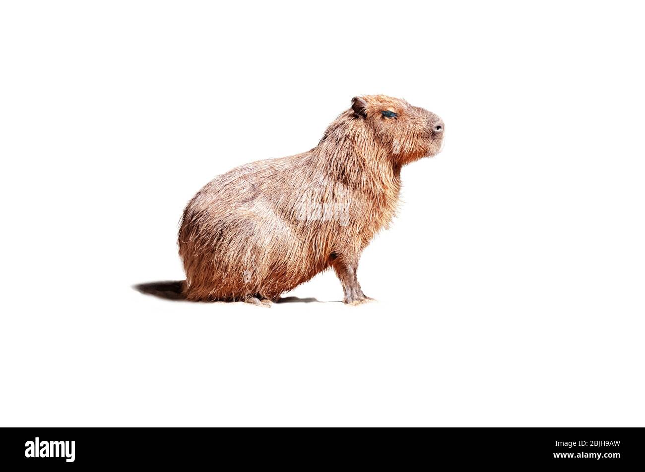 Detail Capybara Transparent Background Nomer 26