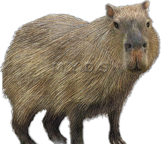 Detail Capybara Transparent Background Nomer 27