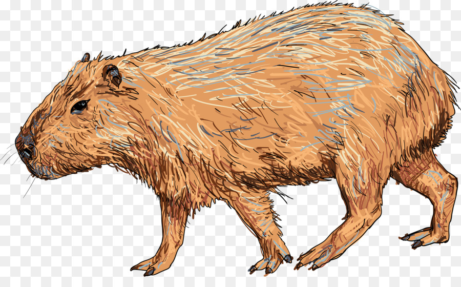 Detail Capybara Transparent Background Nomer 28