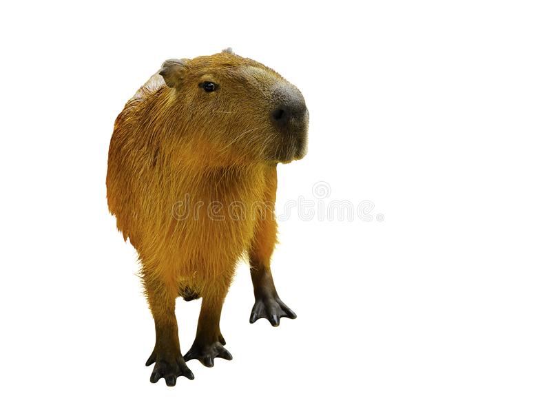 Detail Capybara Transparent Background Nomer 29