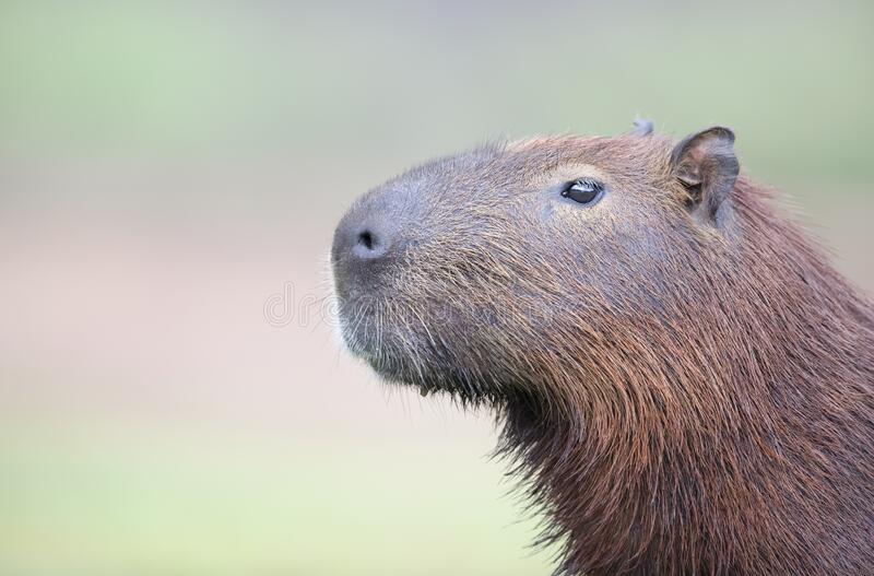 Detail Capybara Transparent Background Nomer 31