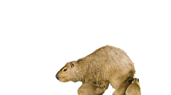 Detail Capybara Transparent Background Nomer 38