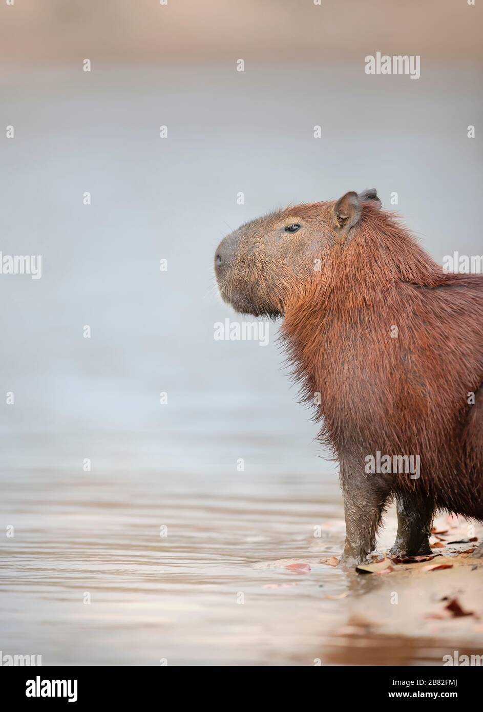 Detail Capybara Transparent Background Nomer 39