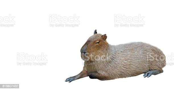 Detail Capybara Transparent Background Nomer 5