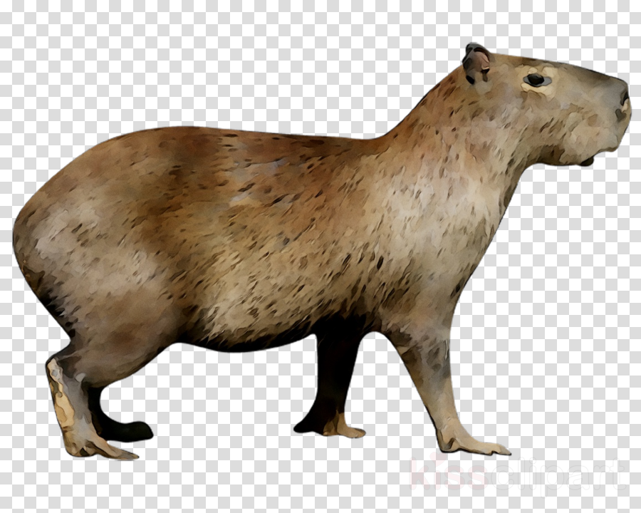 Detail Capybara Transparent Background Nomer 42