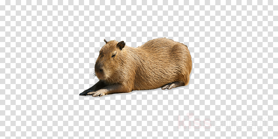 Detail Capybara Transparent Background Nomer 48