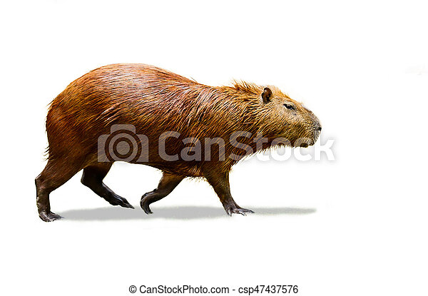 Detail Capybara Transparent Background Nomer 49