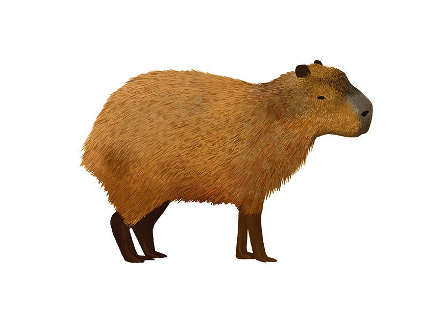 Detail Capybara Transparent Background Nomer 50