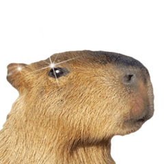 Detail Capybara Transparent Background Nomer 53