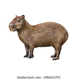 Detail Capybara Transparent Background Nomer 56