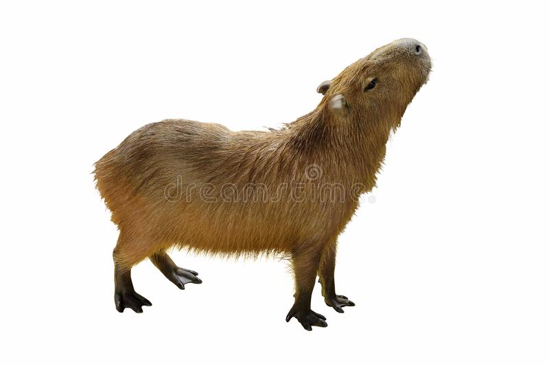 Detail Capybara Transparent Background Nomer 8