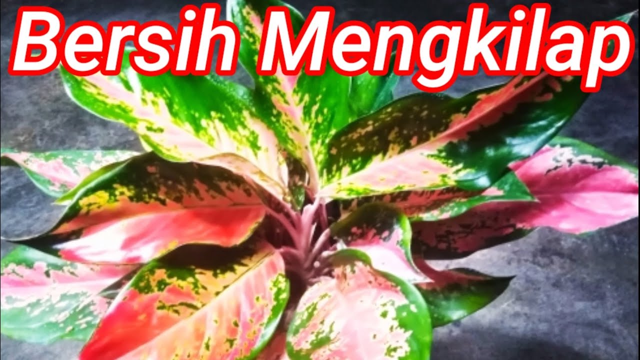 Detail Cara Agar Daun Tanaman Mengkilap Nomer 11