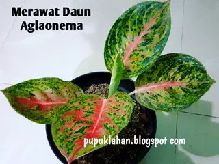 Detail Cara Agar Daun Tanaman Mengkilap Nomer 15