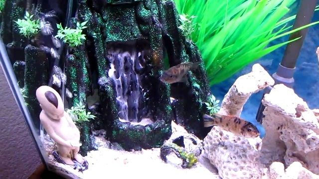 Detail Cara Buat Aquarium Dari Styrofoam Nomer 36