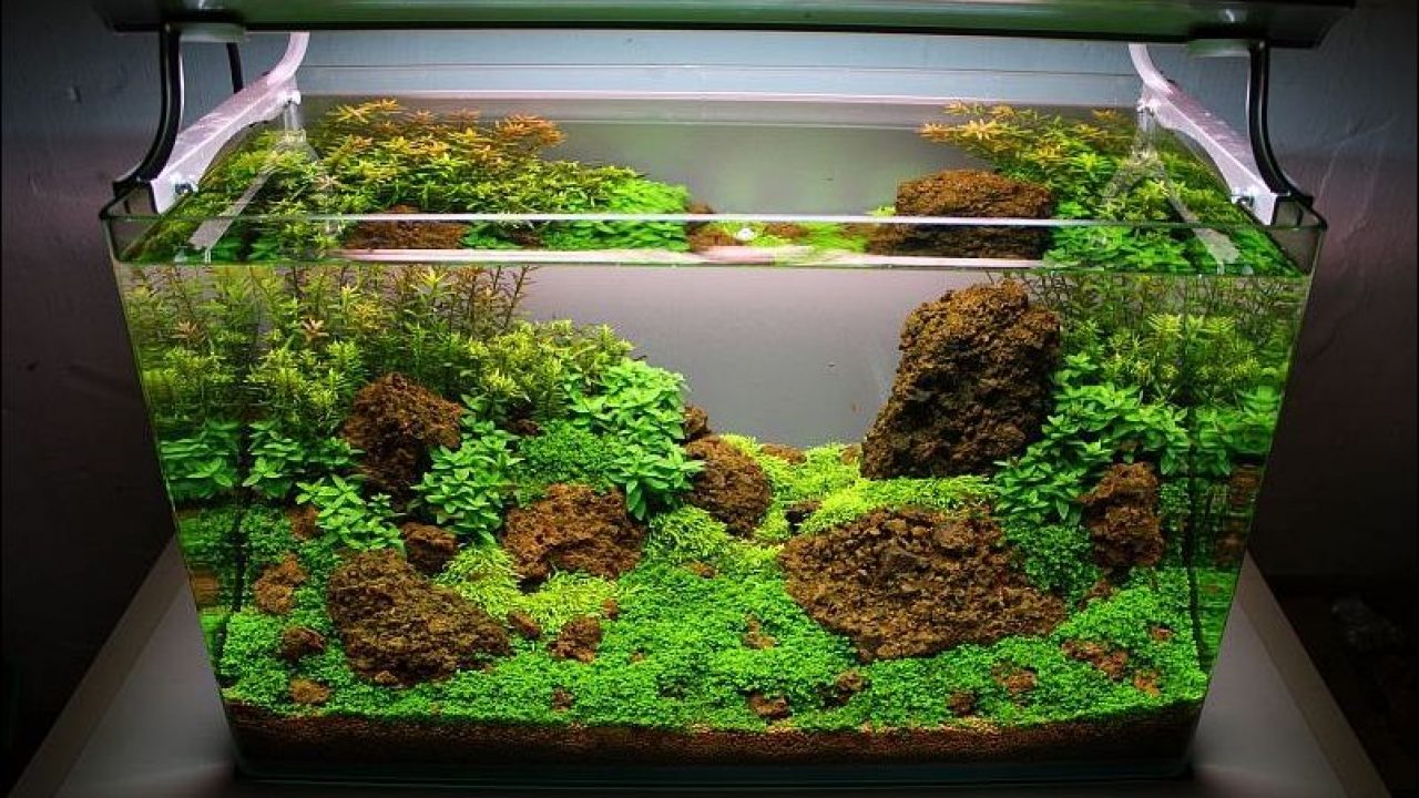 Detail Cara Buat Aquarium Dari Styrofoam Nomer 37