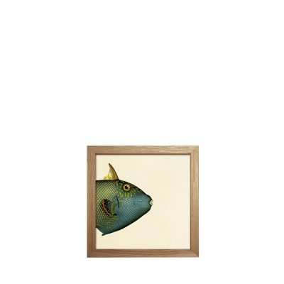 Detail Fischkopf Kostenlos Nomer 8