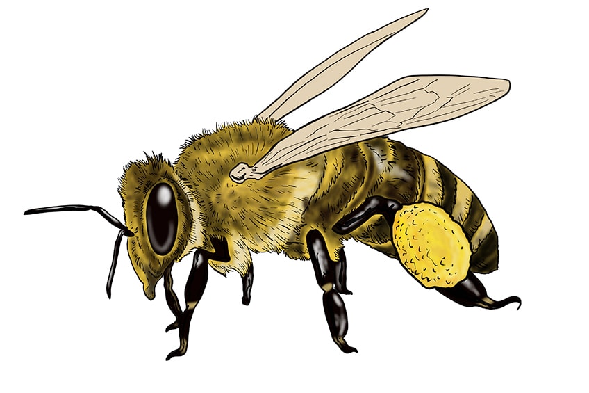 Fliegende Biene Zeichnen - KibrisPDR