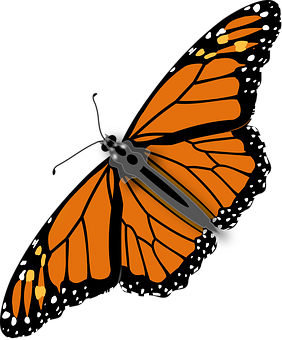 Detail Orange Fliege Insekt Nomer 4