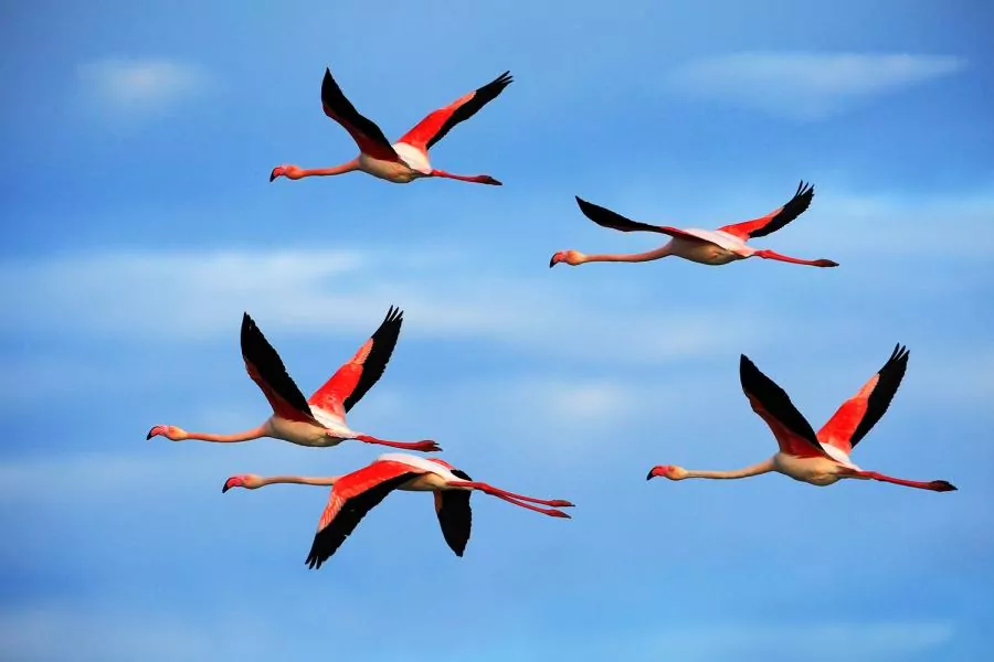 Detail Flamingo Fliegen Nomer 7
