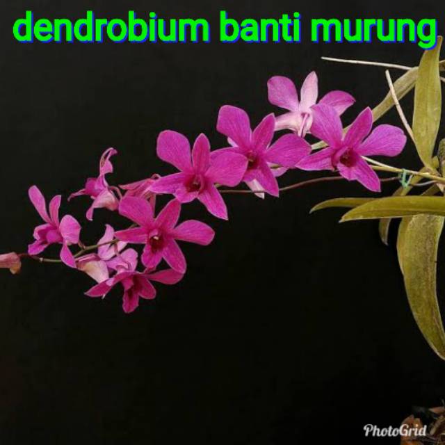 Gambar Anggrek Batimurung - KibrisPDR