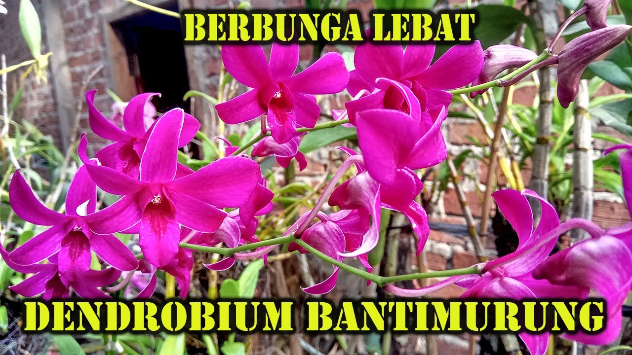 Detail Gambar Anggrek Batimurung Nomer 45