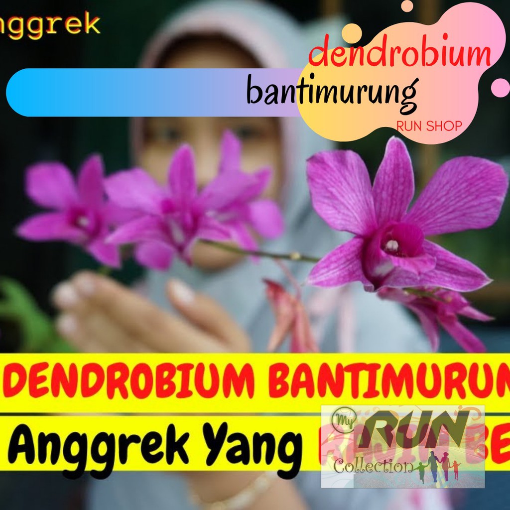 Detail Gambar Anggrek Batimurung Nomer 51