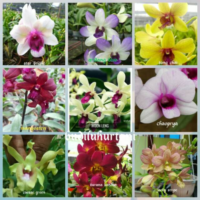 Detail Gambar Anggrek Dendrobium Nomer 23