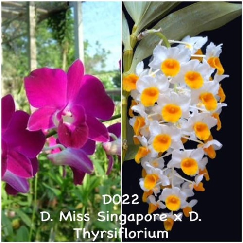 Detail Gambar Anggrek Dendrobium Nomer 26