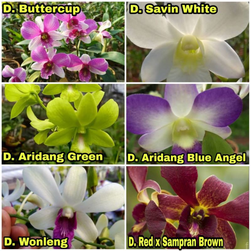 Detail Gambar Anggrek Dendrobium Nomer 31