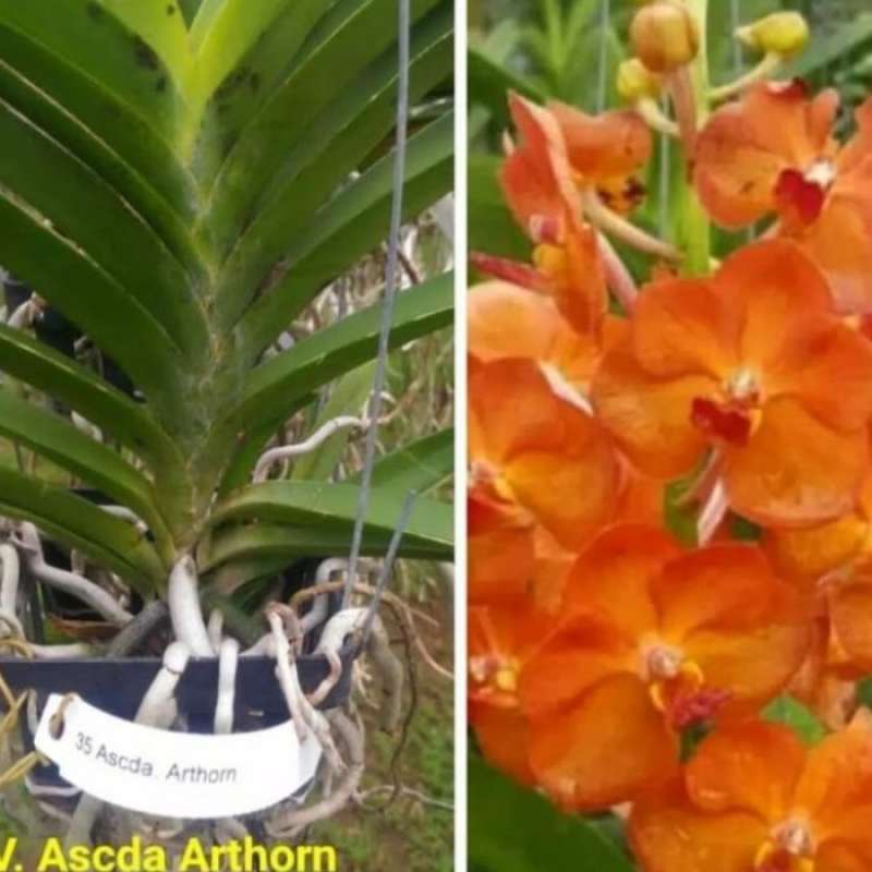 Detail Gambar Anggrek Dendrobium Nomer 41