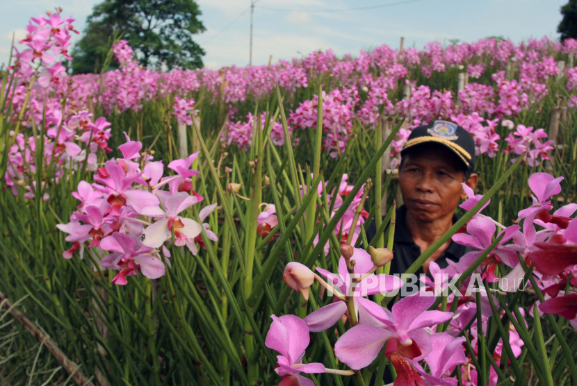 Detail Gambar Anggrek Hutan Nomer 27