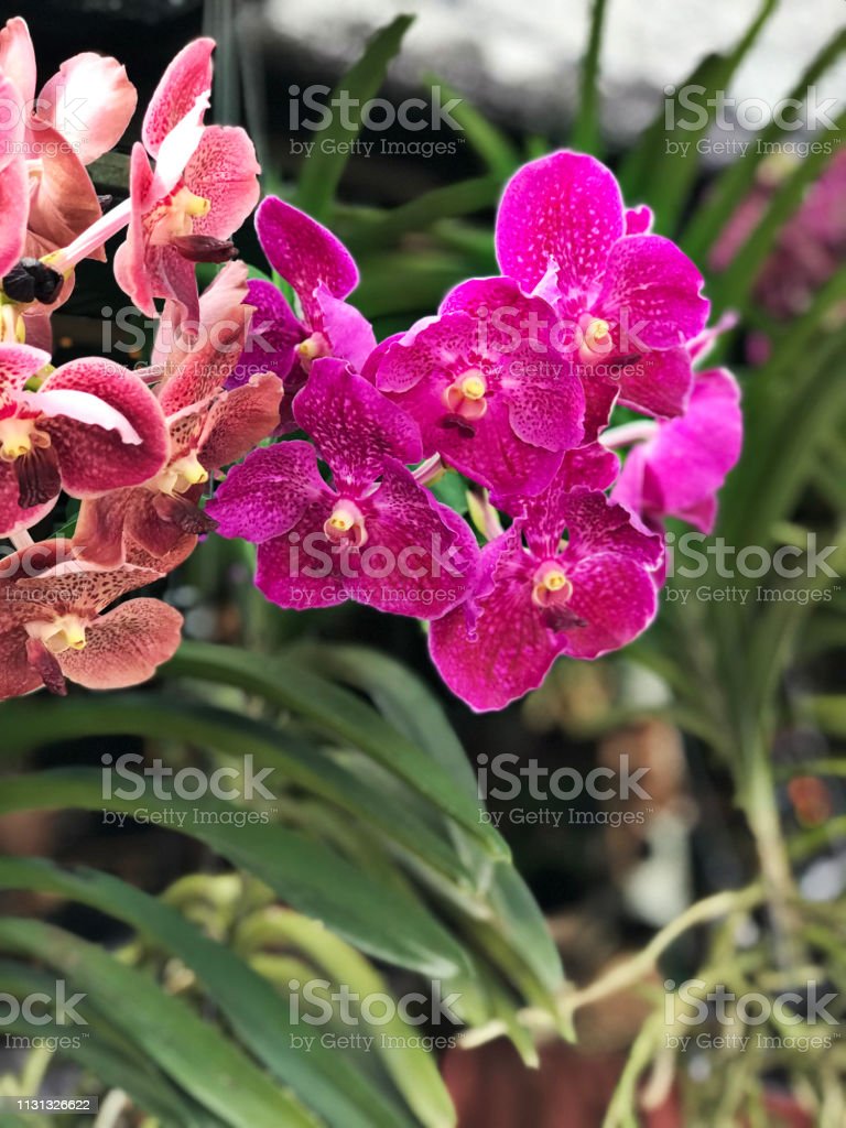 Detail Gambar Anggrek Vanda Nomer 45