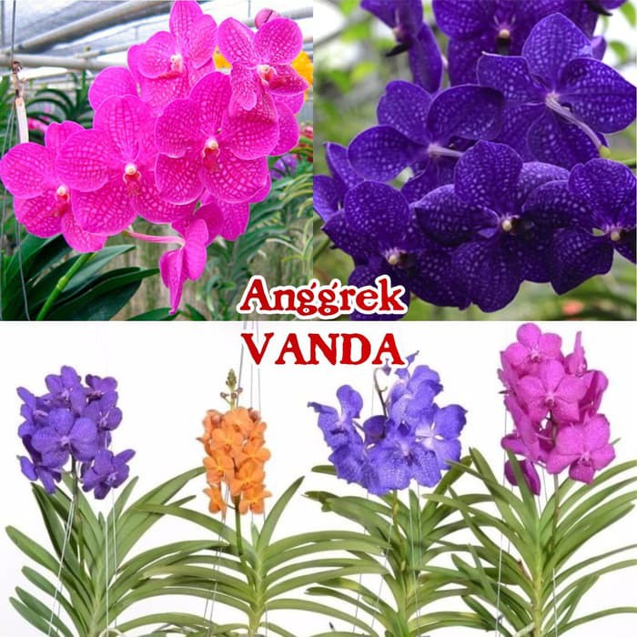 Detail Gambar Anggrek Vanda Nomer 4